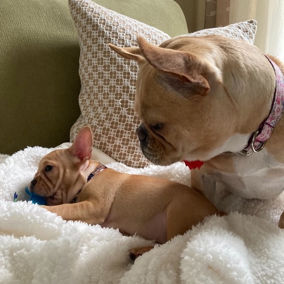 Meet your Posher, Victoria - Picture 5 of 15